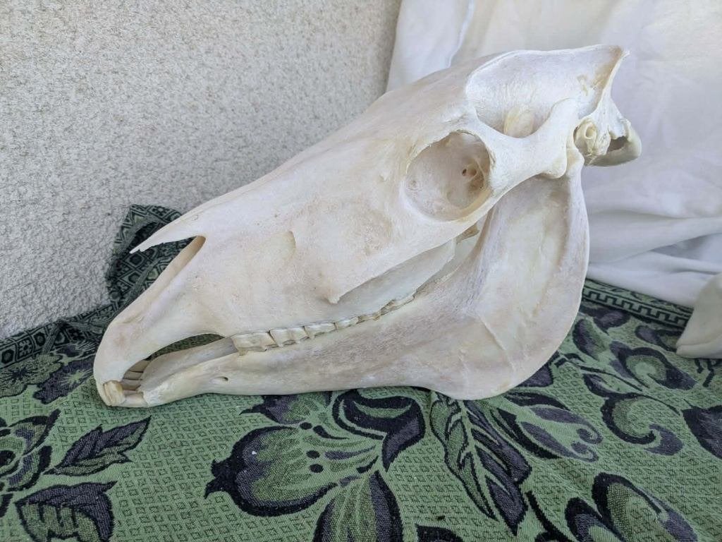 Paardenschedel schedel botten paard anatomie 50 tot 60cm, Verzenden, Gebruikt, Paard, Schedel