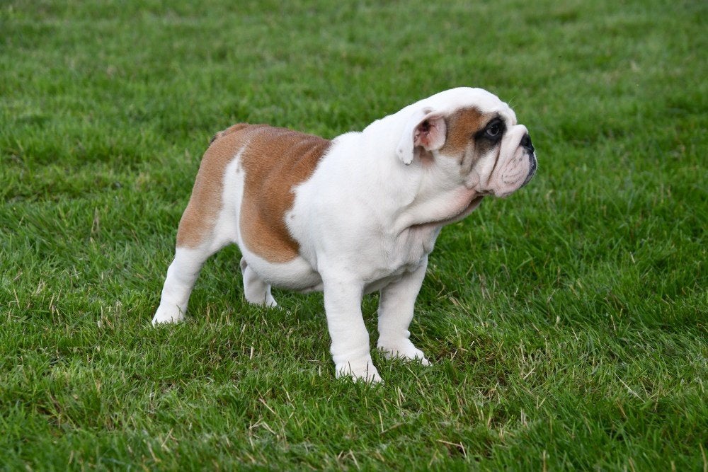Engelse Bulldog pups te koop, 15 weken tot 1 jaar, Buitenland, CDV (hondenziekte), Bulldog