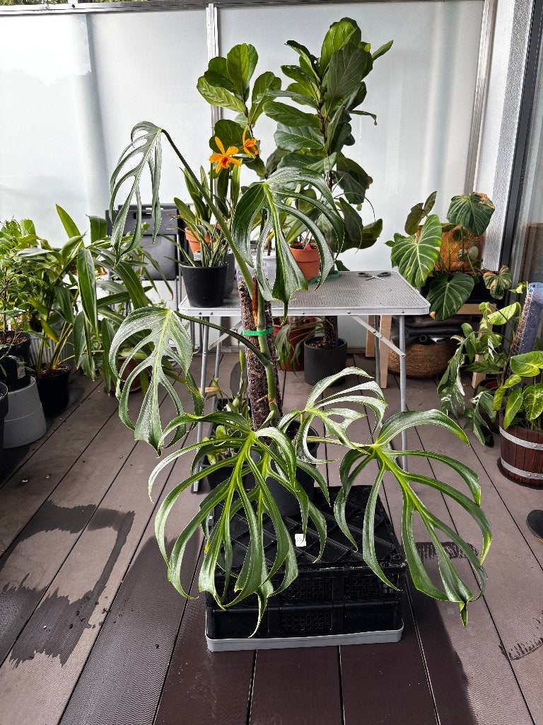 Monstera Marx Flame Burle - Découpe haut de gamme, Maison & Meubles, Plantes d'intérieur, Plante potagère, En pot, Enlèvement ou Envoi