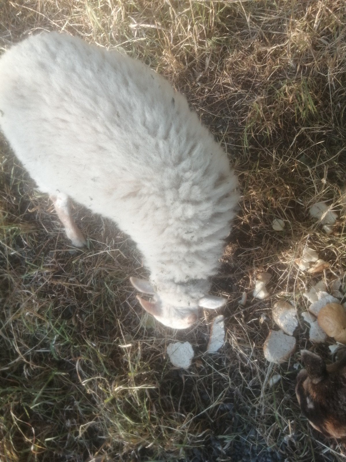 Ouessant rammetje, Dieren en Toebehoren, Schapen, Geiten en Varkens