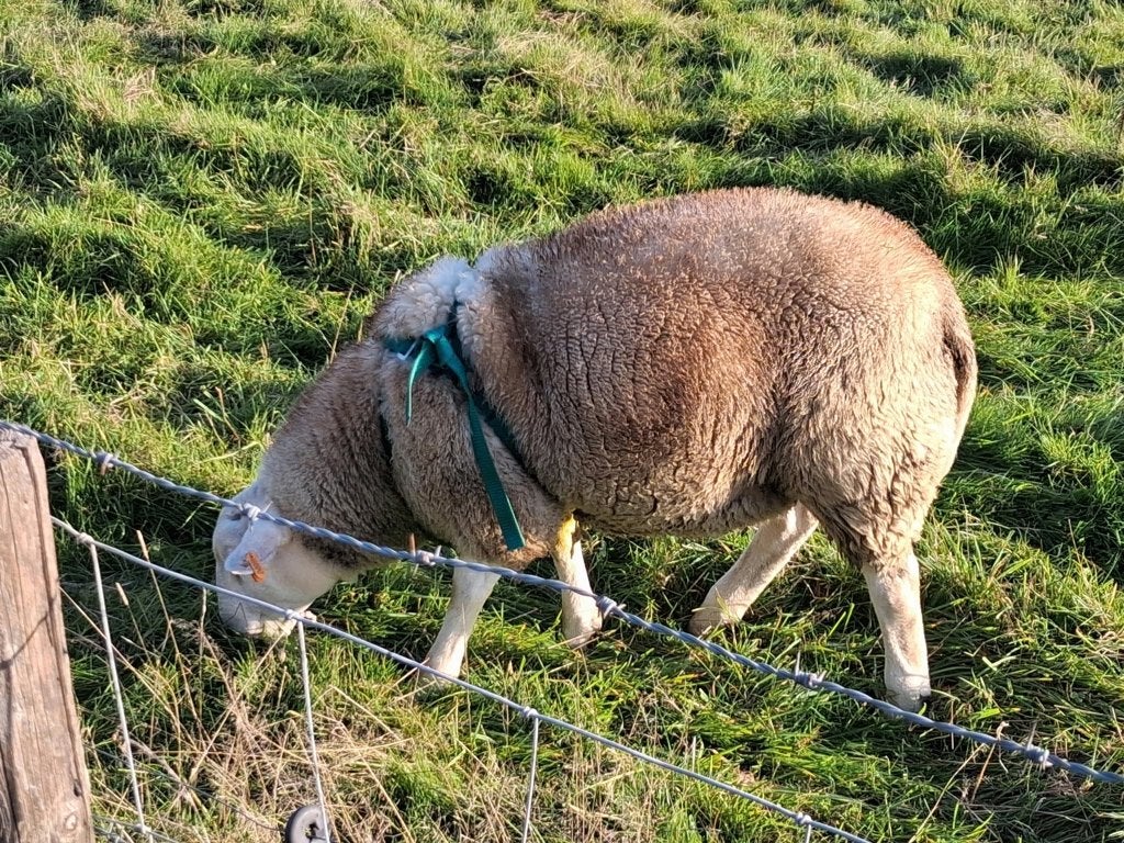 Schaap (ramlam), Dieren en Toebehoren, Mannelijk, Schaap, 0 tot 2 jaar