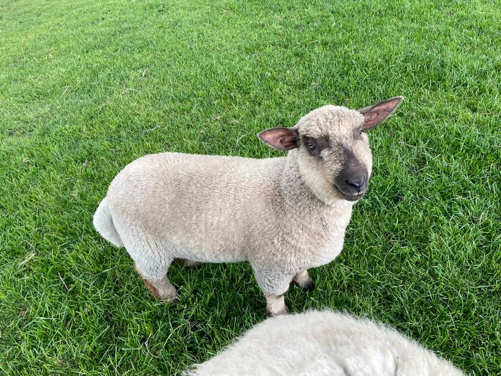 Ooi 3 maand, Dieren en Toebehoren, Schapen, Geiten en Varkens, Vrouwelijk, Schaap, 0 tot 2 jaar
