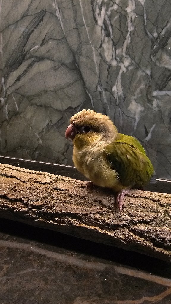 Jonge pyrrhura, Dieren en Toebehoren, Meerdere dieren, Parkiet, Tam