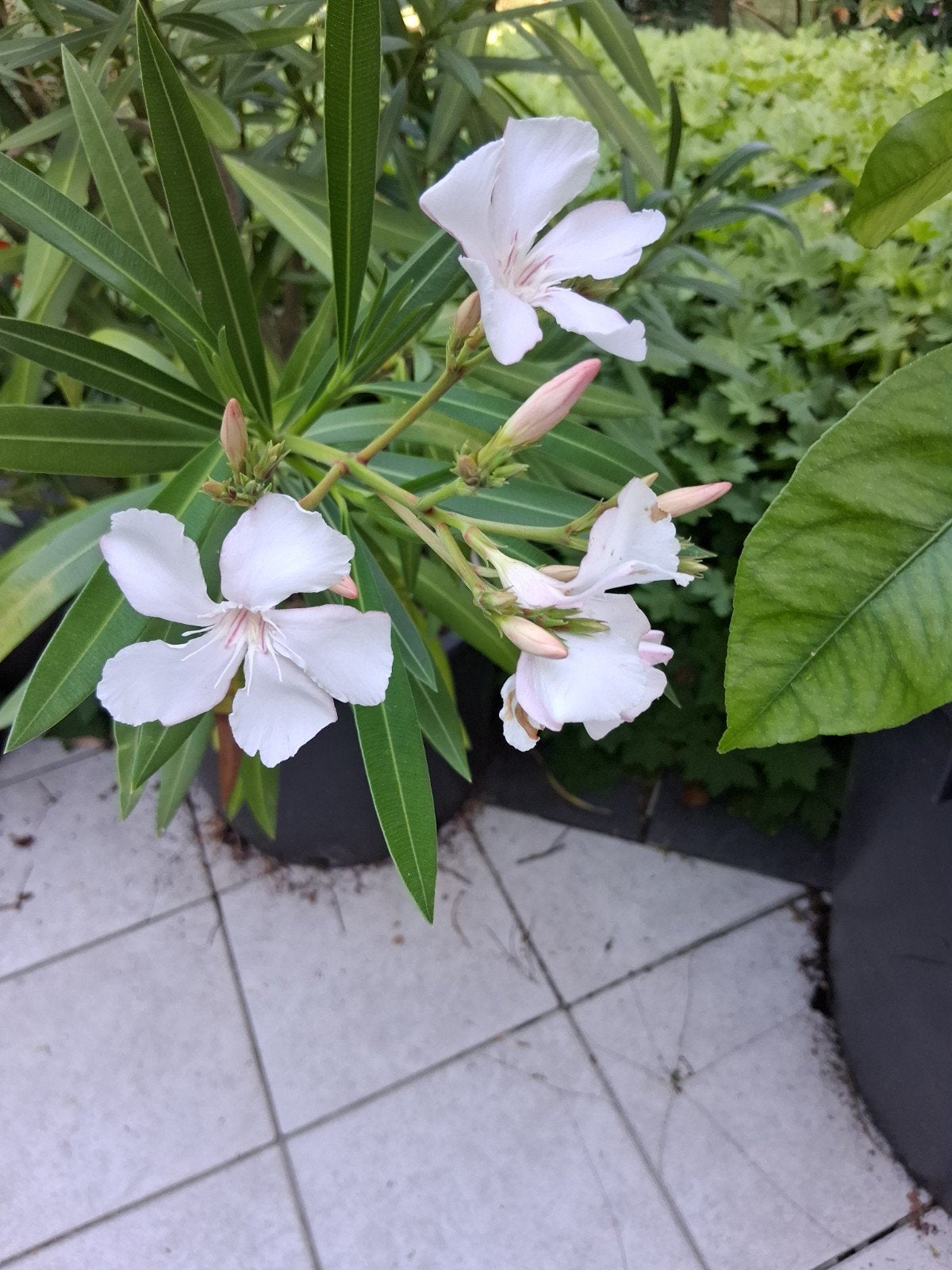 oleander roze bloemen, Tuin en Terras, Planten | Tuinplanten, Ophalen
