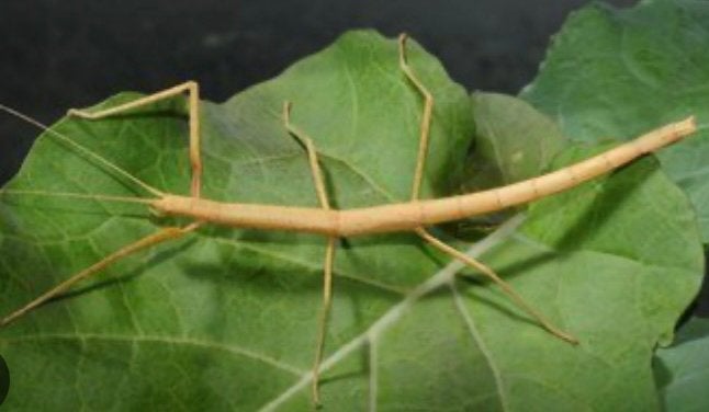 Indische wandelende tak (Carausius morosus), Phasme
