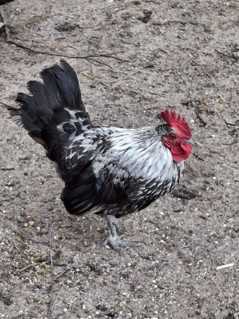 Kippen, Dieren en Toebehoren, Pluimvee, Meerdere dieren, Kip