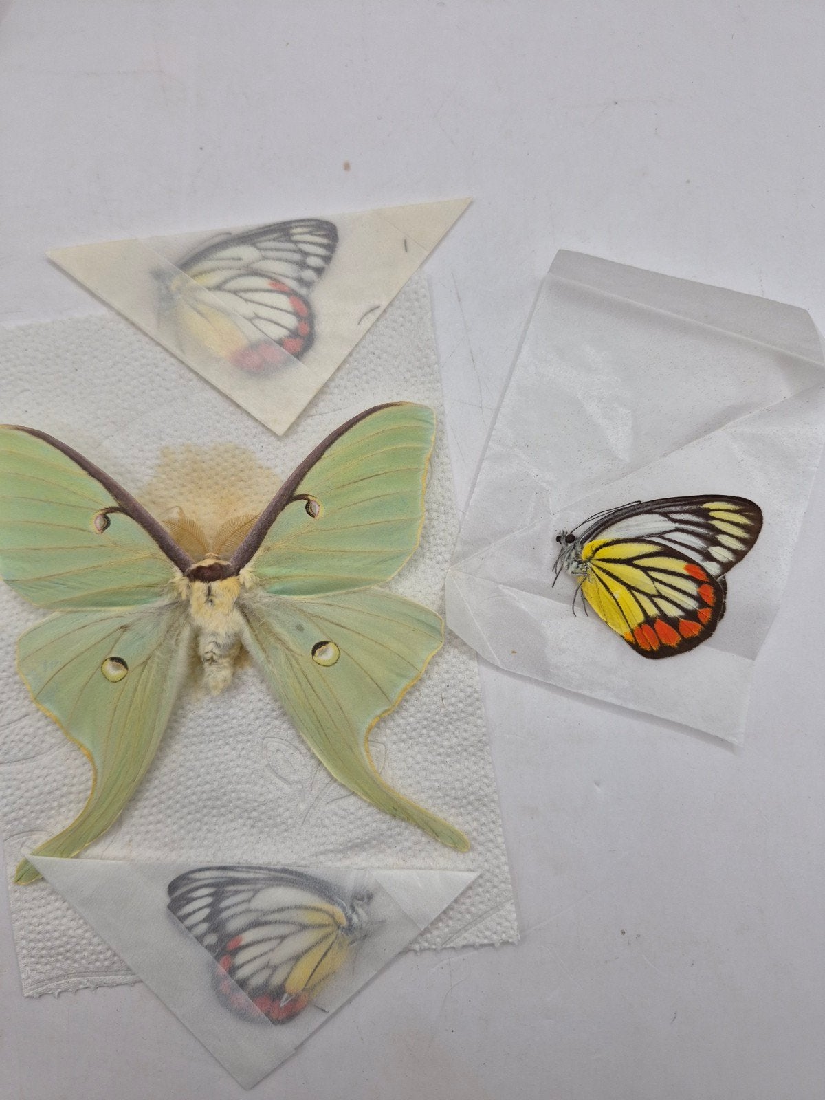 lot papillons pour artisanat entomologie, Enlèvement ou Envoi, Neuf, Insecte, Autres types