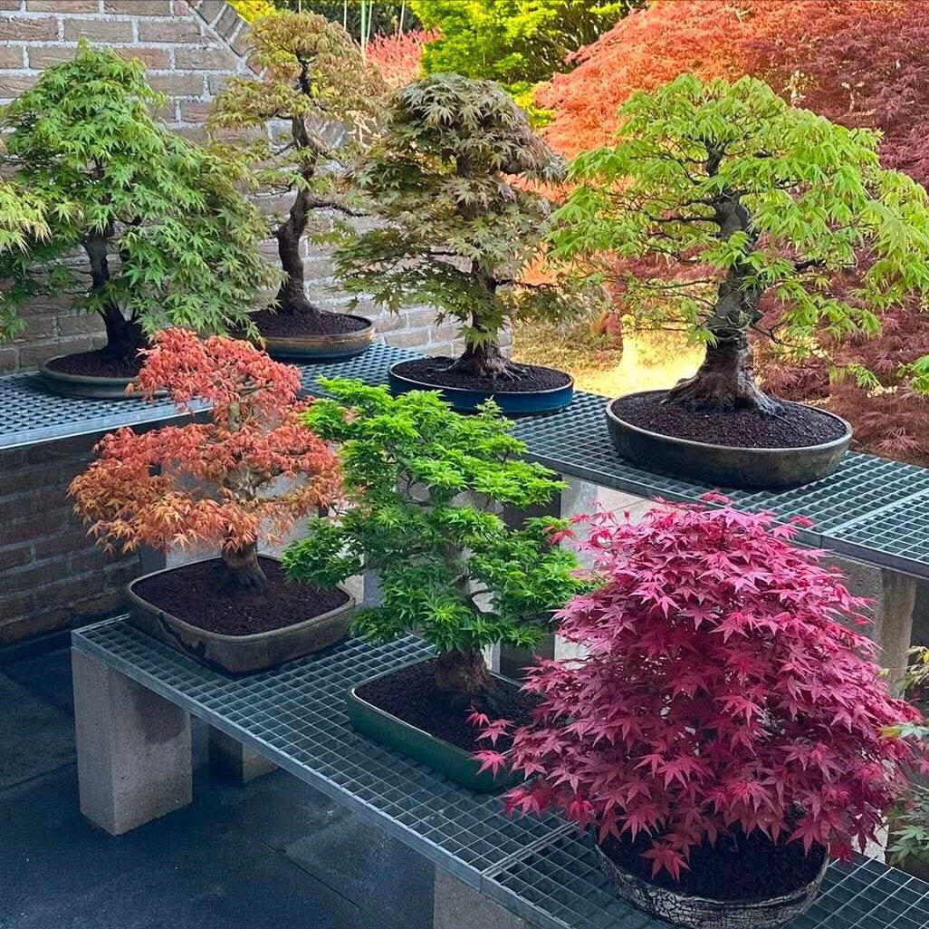Bonsai Top prive Acer collectie te koop, Ophalen, Zo goed als nieuw