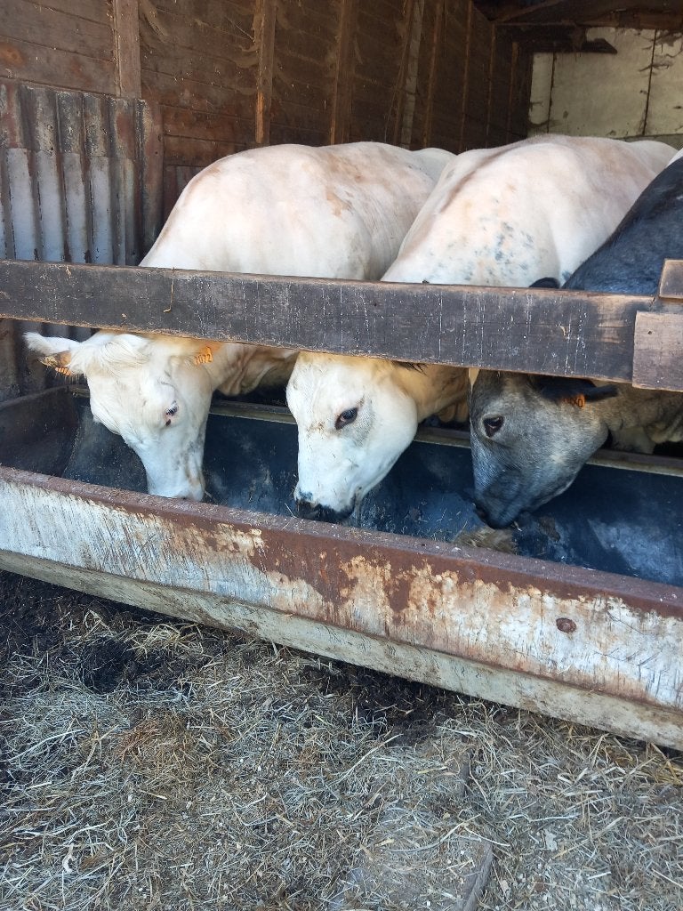 Koeien, Dieren en Toebehoren, Vrouwelijk, 0 tot 2 jaar