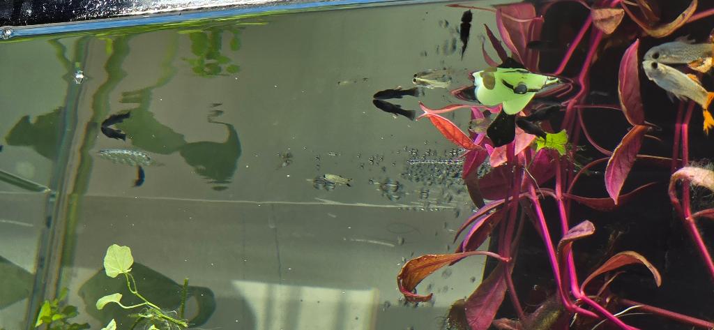 Noir Molly et guppies, Animaux & Accessoires, Poisson, Poisson d'eau douce, Banc de poissons