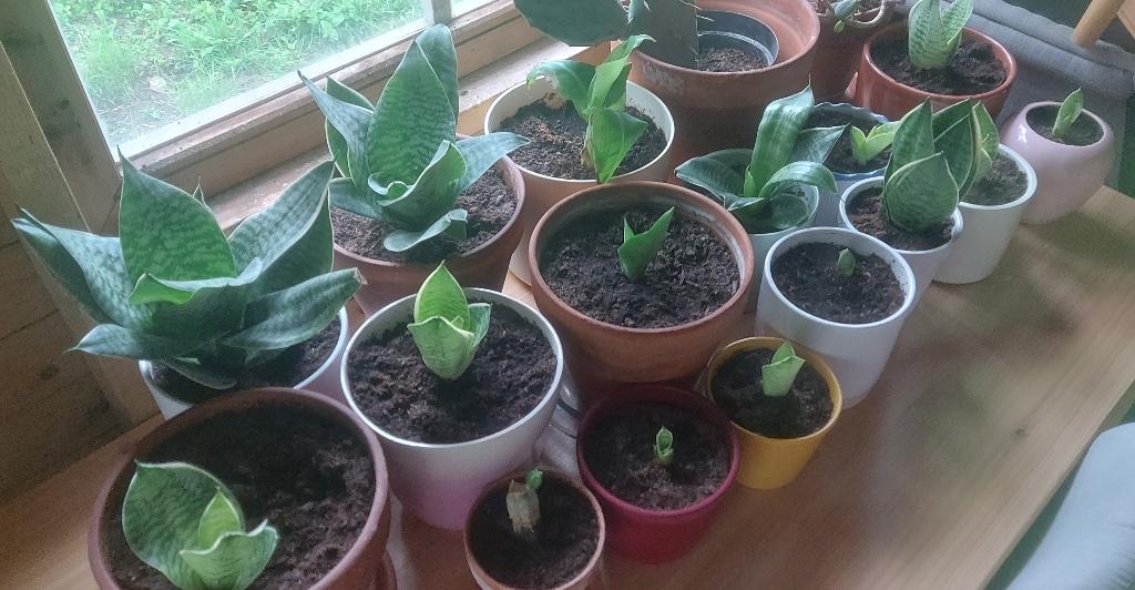 Huiskamerplanten te koop, Huis en Inrichting, Kamerplanten, Ophalen, Overige soorten, Halfschaduw, In pot