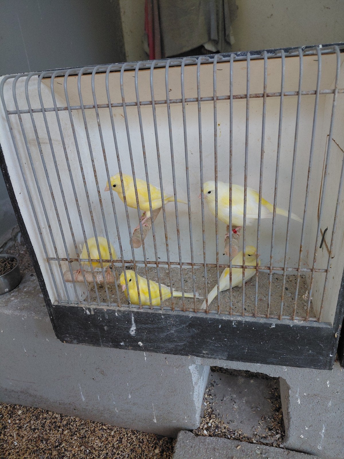 kanaries  geel  .17.50 per stuk, Meerdere dieren