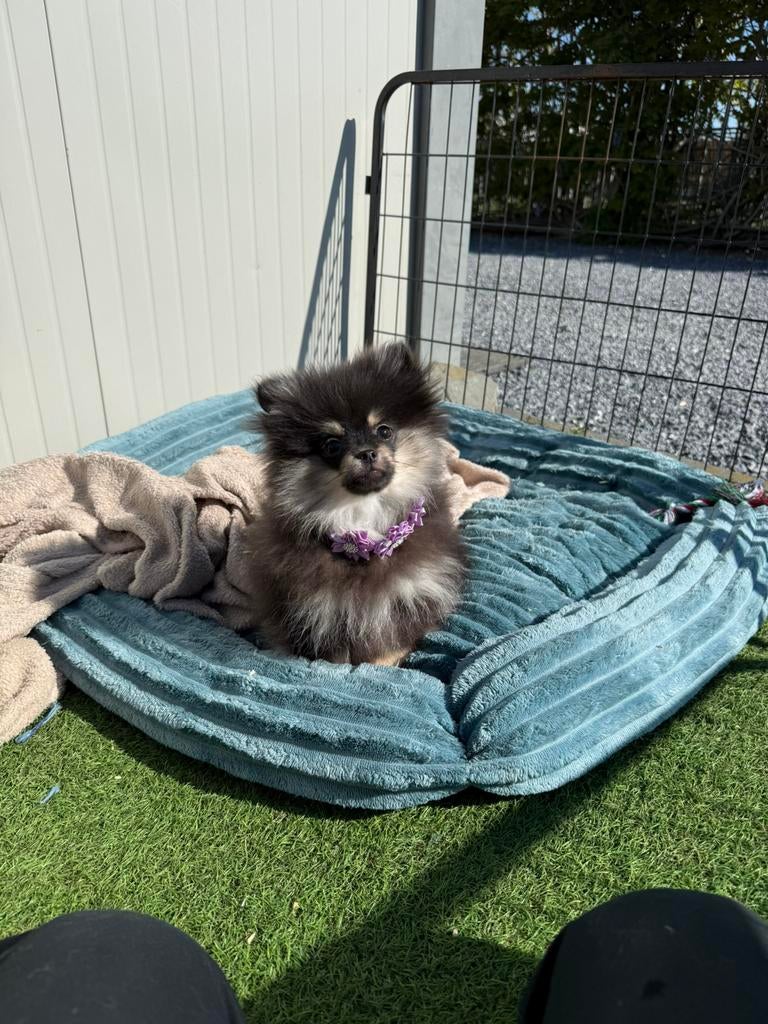 Pomeriaan pups, Parvo, België, Keeshond, 8 tot 15 weken