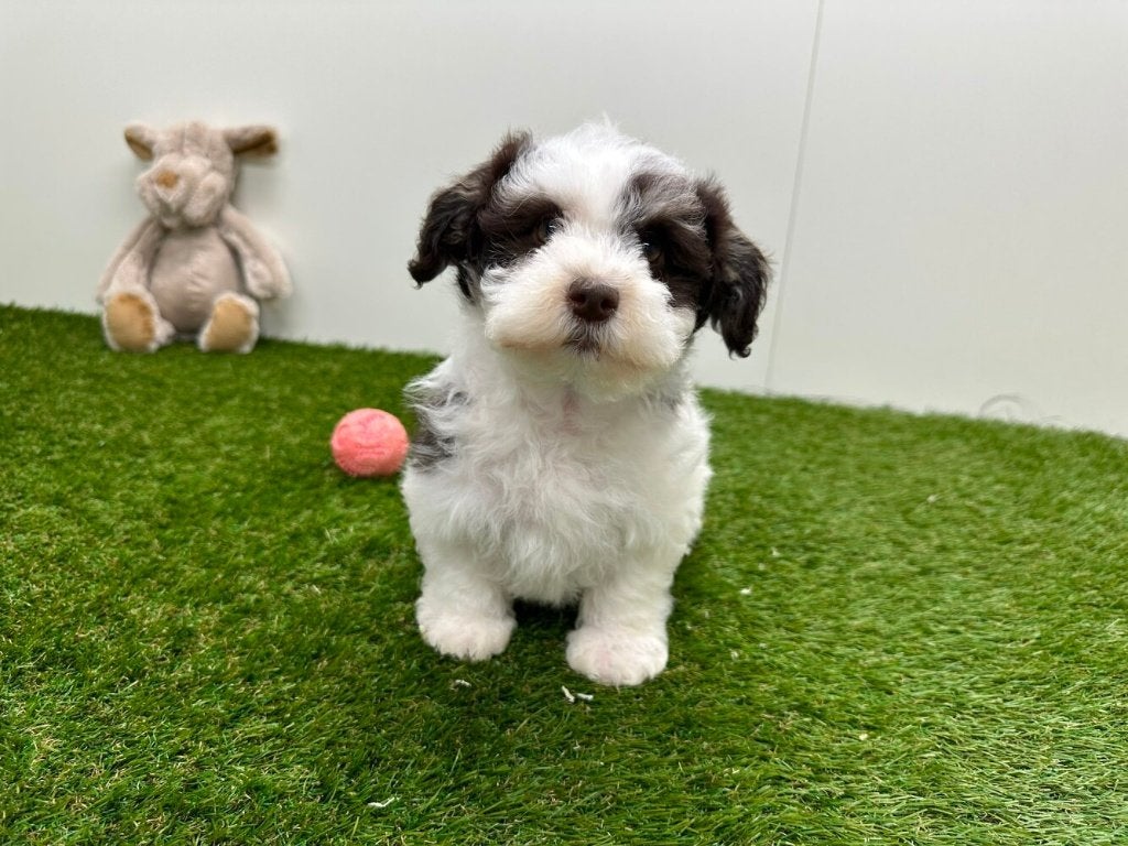 Portée de chiots Bichon Havanais, Animaux & Accessoires, Chiens | Chihuahuas & Chiens de compagnie, Chien (mâle), Autres races