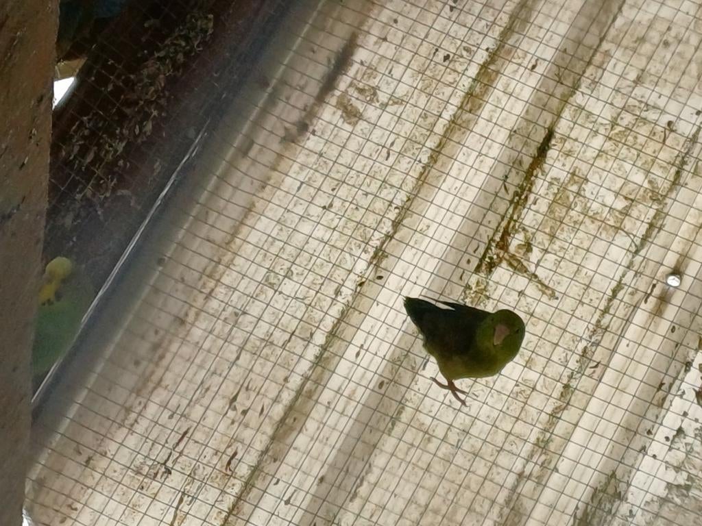 1 forpus man, Dieren en Toebehoren, Geringd