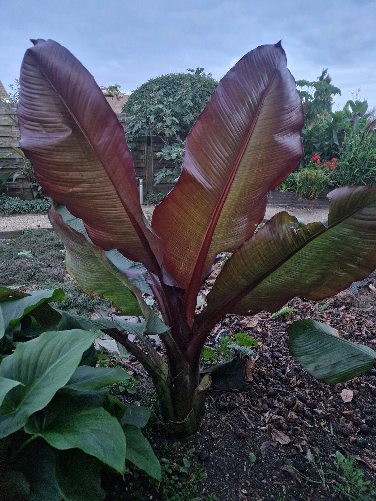 Ensete maurelli (uit te kiezen ), Volle zon, Vaste plant, Bloeit niet, Ophalen