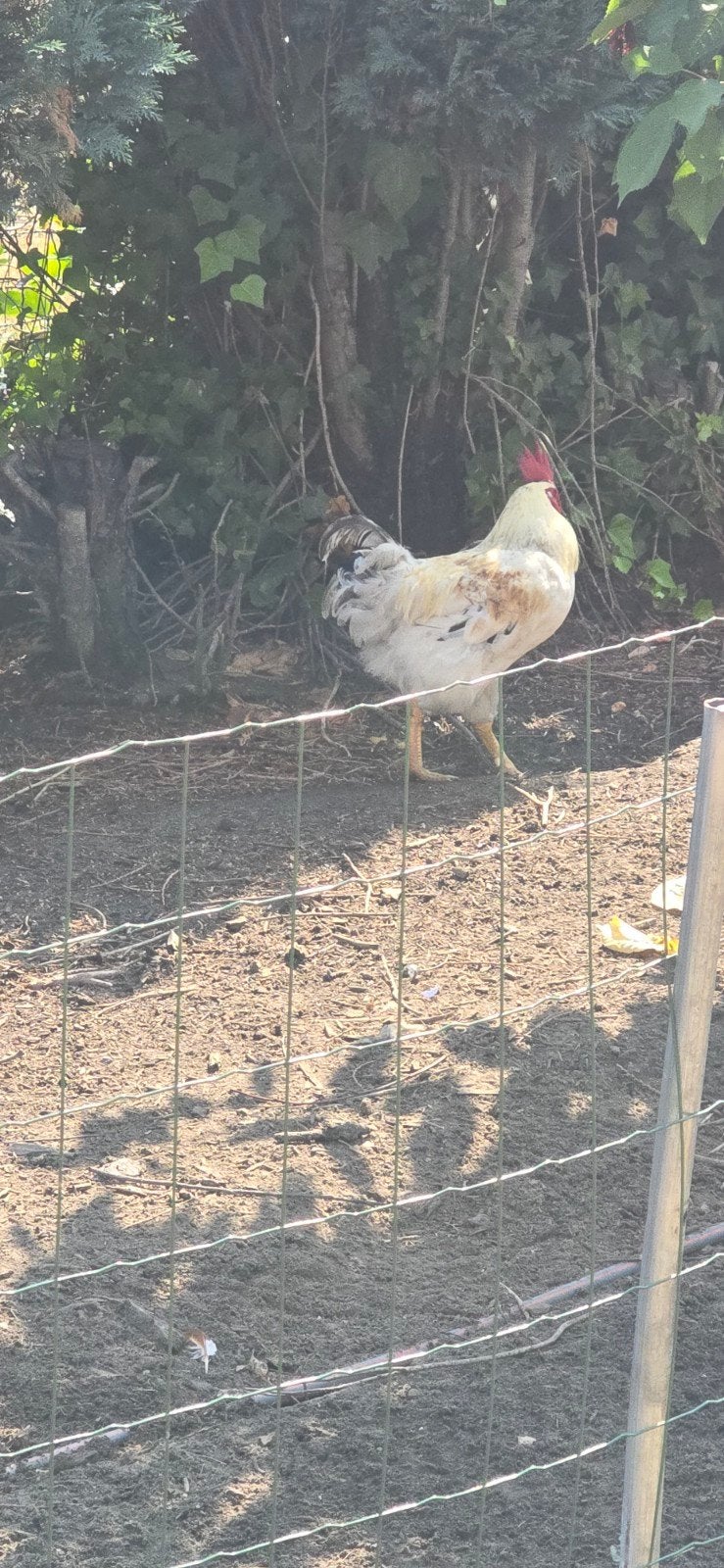 2 haan, Dieren en Toebehoren, Pluimvee