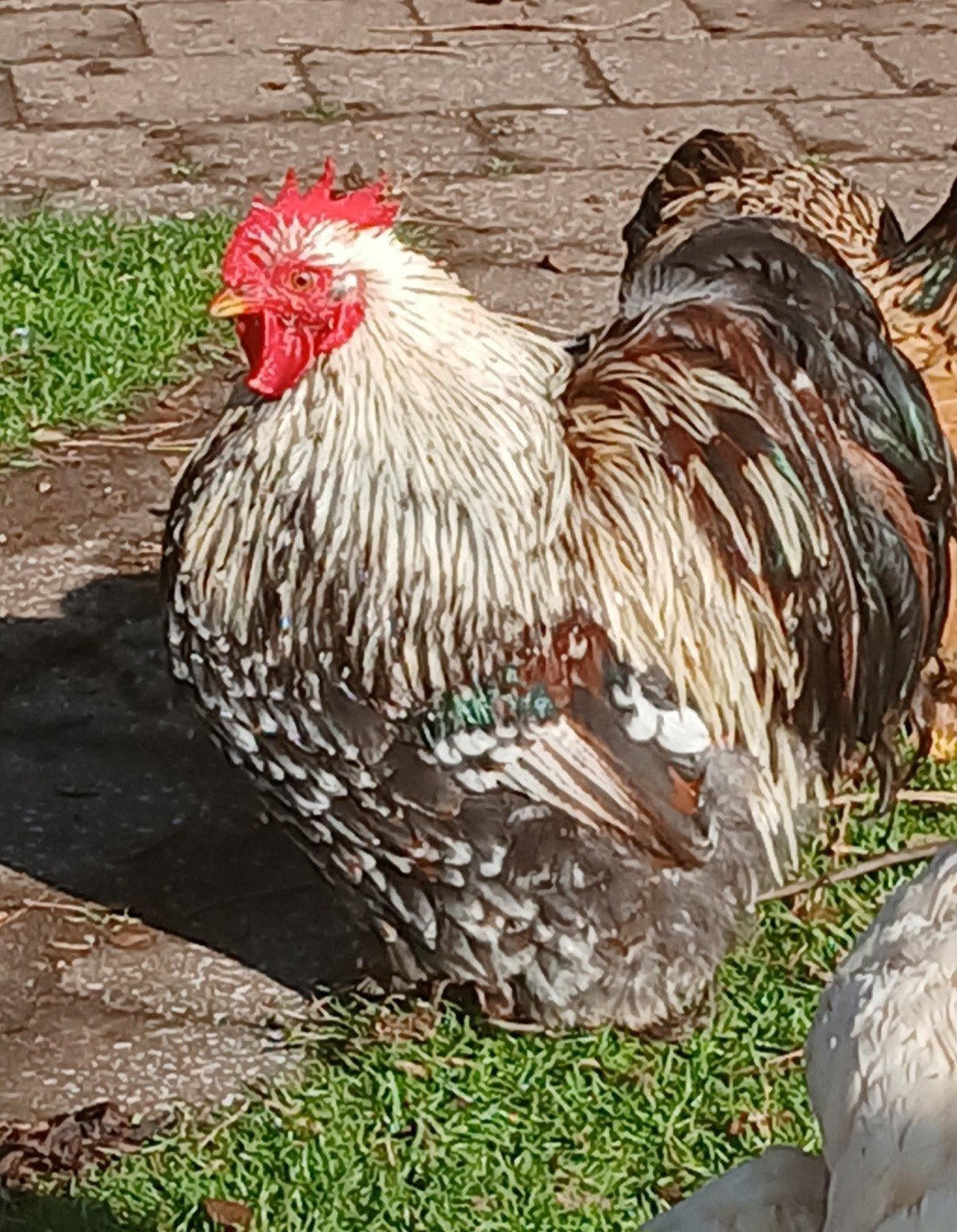 Cochin kriel haantje, Dieren en Toebehoren