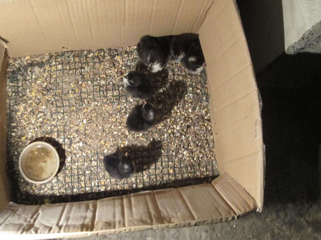 Mooie kielkuikens, Dieren en Toebehoren, Pluimvee, Meerdere dieren, Kip