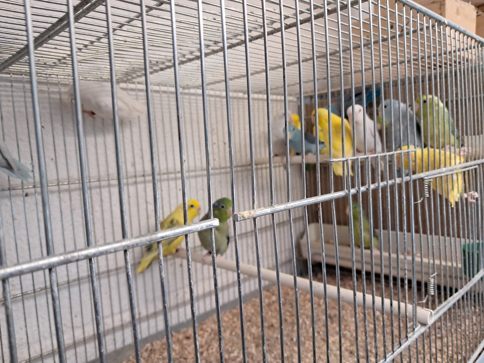 Tekoop Forpussen, Plusieurs animaux, Perruche, Bagué