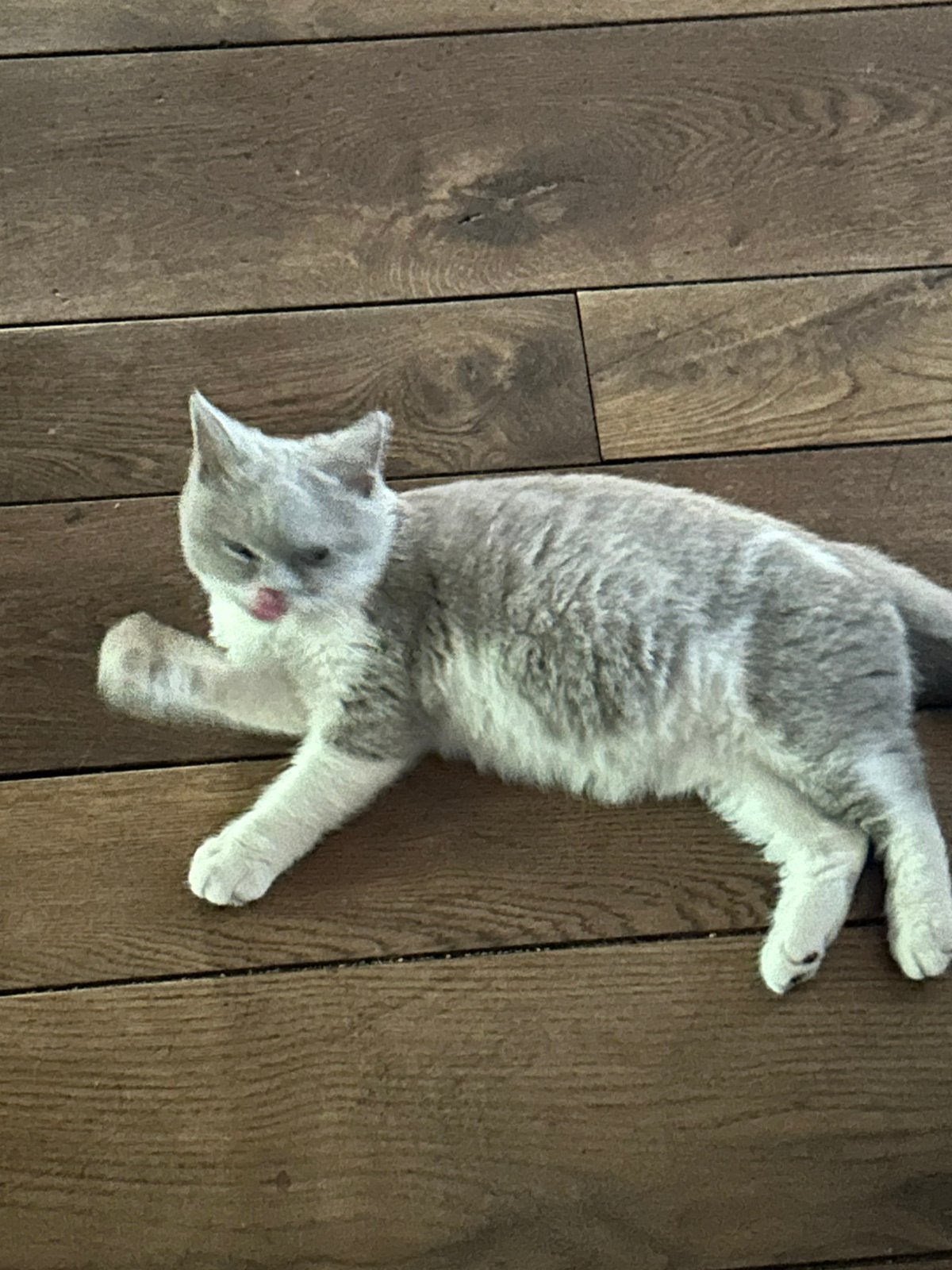 Laatste van het nest Britse korthaar kitten met stamboom, Enlèvement, Neuf