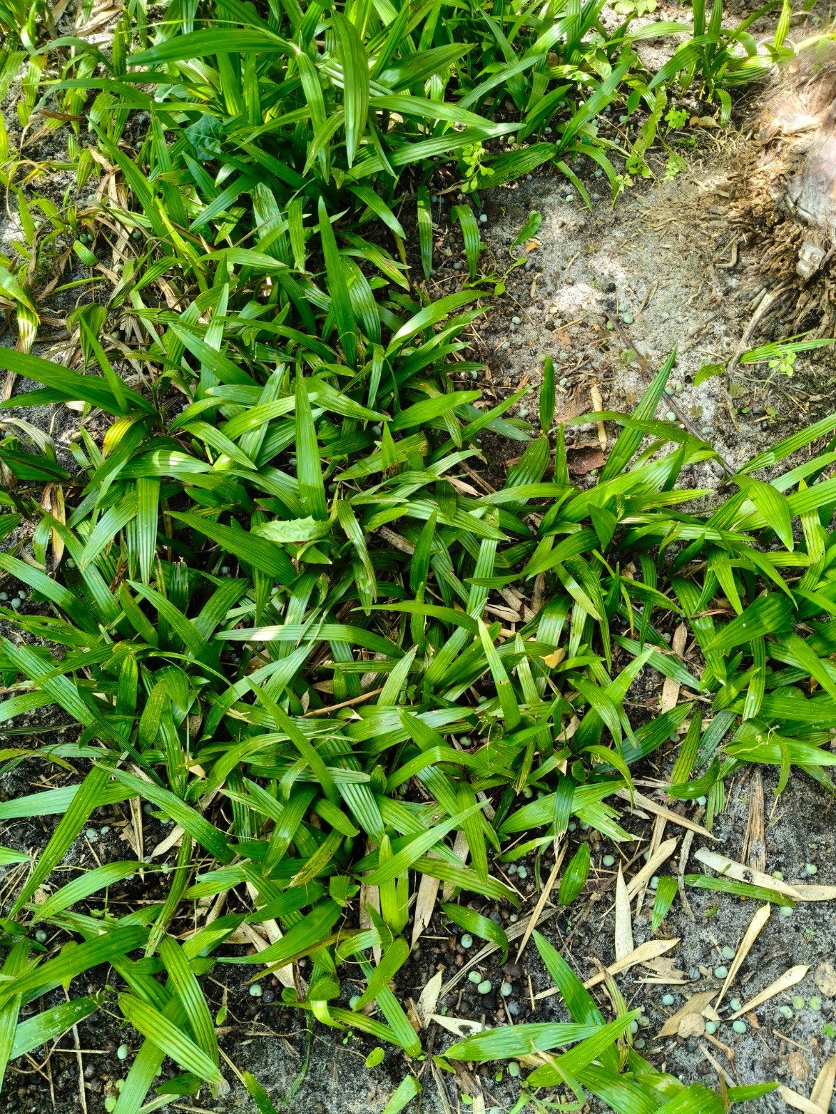 Kleine plantjes trachycarpus fortenei, Ophalen