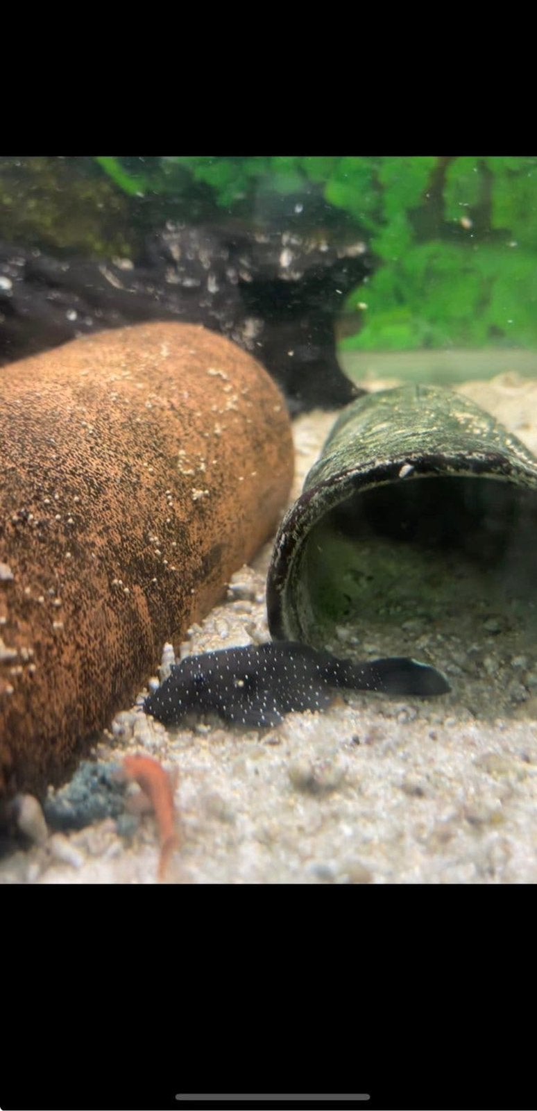 L 181-pleco – ongeveer 5,5 cm, Dieren en Toebehoren
