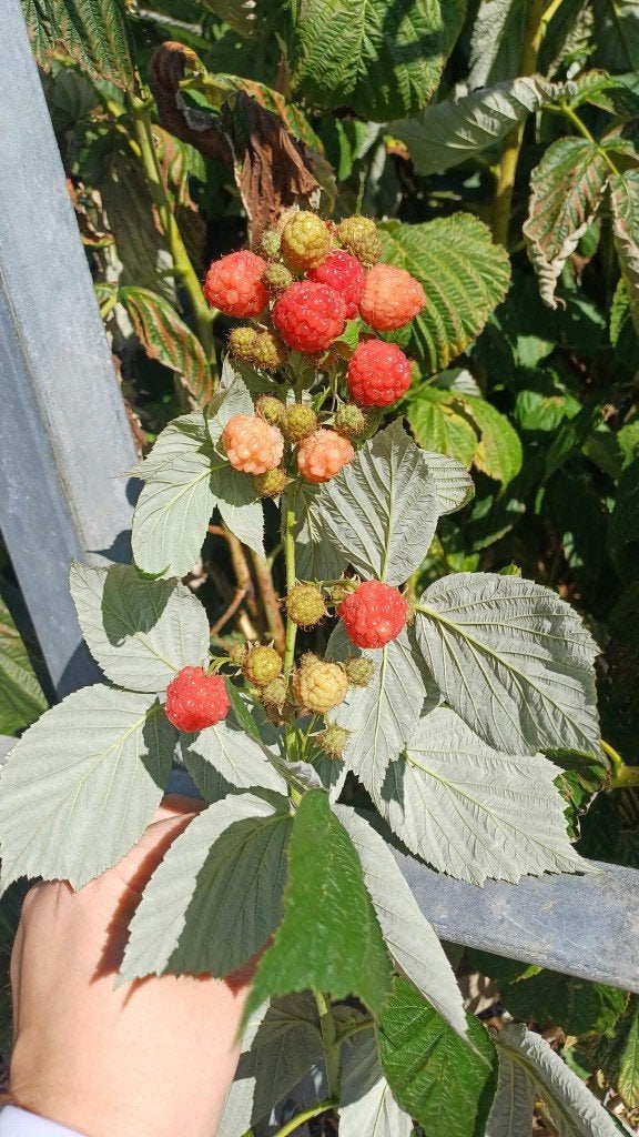 frambozenplantjes te koop per 10 stuks!, Été, Plein soleil, Enlèvement, 100 à 250 cm