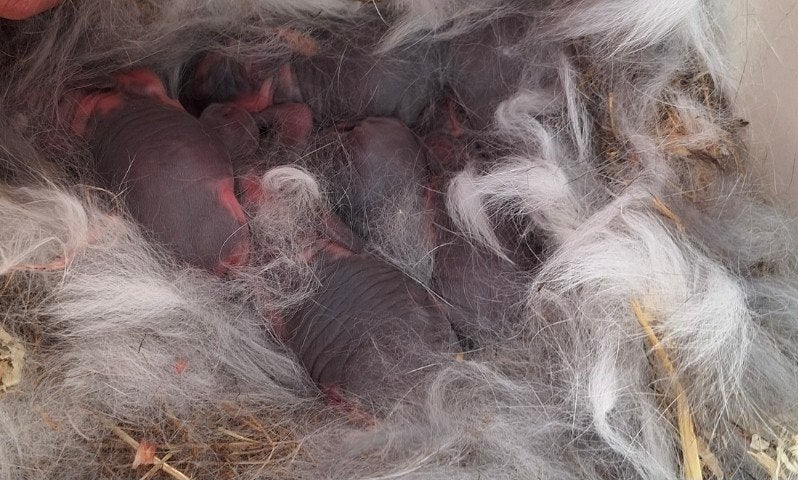 Prachtig nestje Franse hangoren, Dieren en Toebehoren
