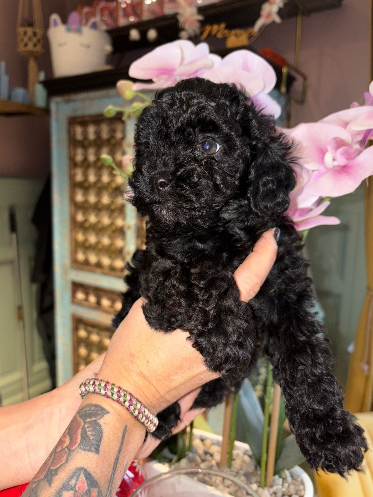Poedel pups, Dieren en Toebehoren, Poedel, België, Fokker | Hobbymatig, 8 tot 15 weken