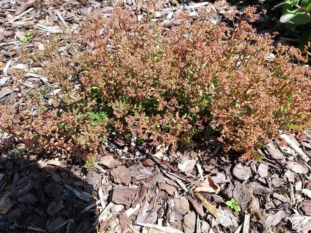 laagblijvende sedum (gratis te bekomen), Ophalen, Bodembedekkers, Volle zon, Vaste plant