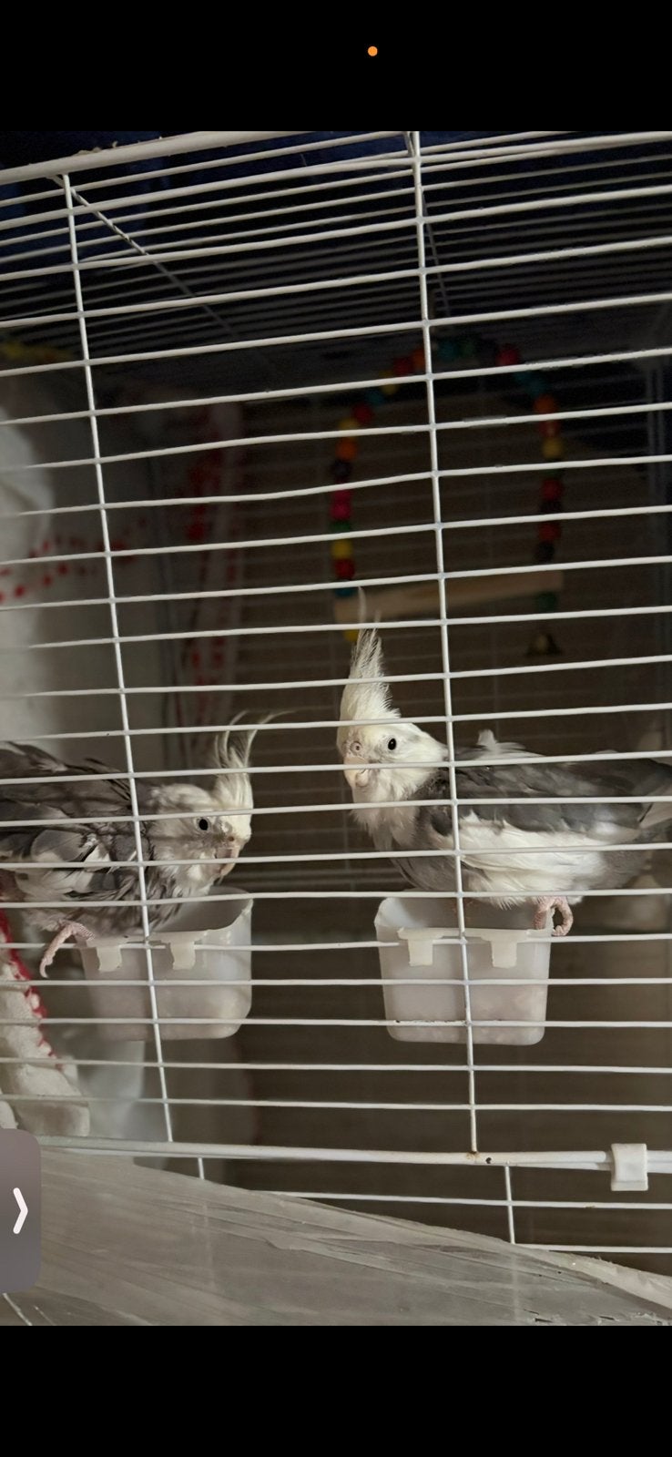 Twee valkparkieten, Dieren en Toebehoren