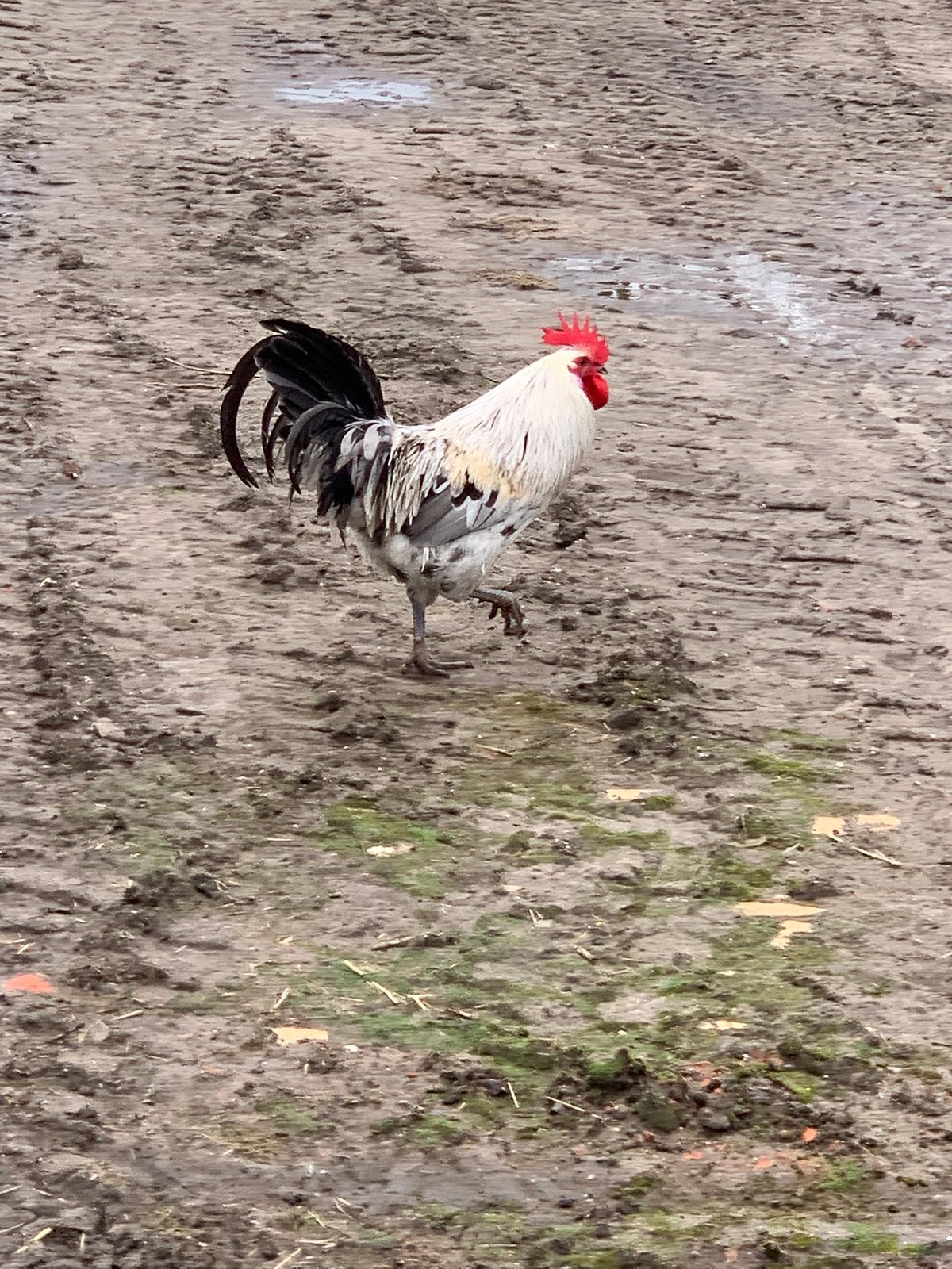 Haan silverudds, Dieren en Toebehoren, Pluimvee