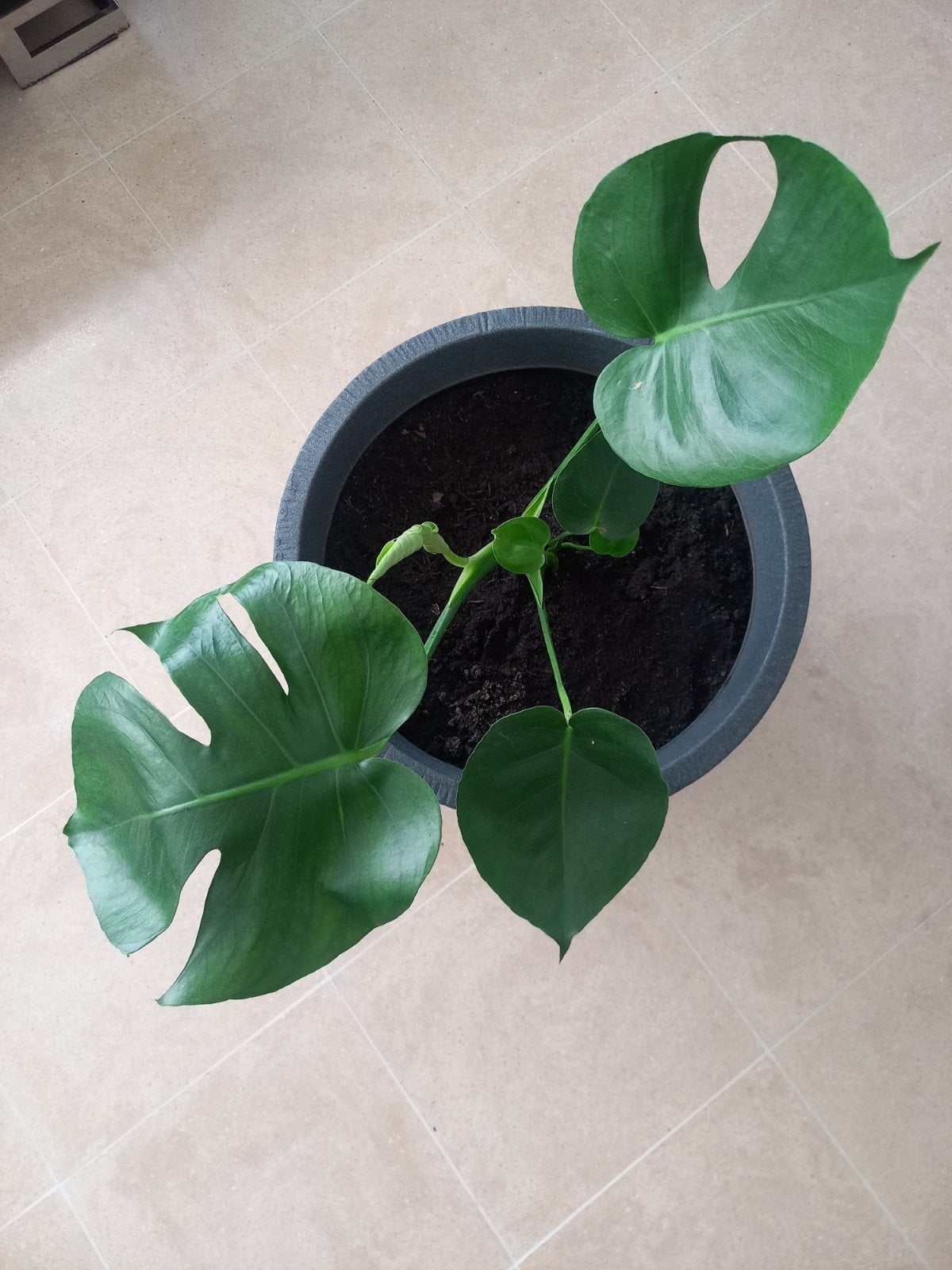 Monstera kamerplant, Huis en Inrichting, Kamerplanten, Ophalen, In pot, Minder dan 100 cm