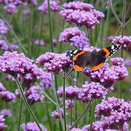 verbena boniarensis  in pot, Tuin en Terras, Ophalen, Vaste plant