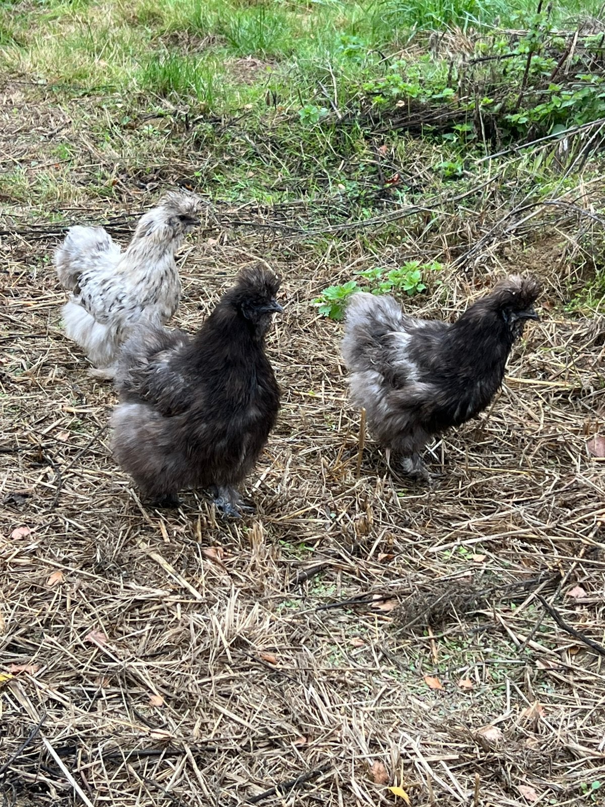Zijdehoender hennen, Femelle, Poule ou poulet