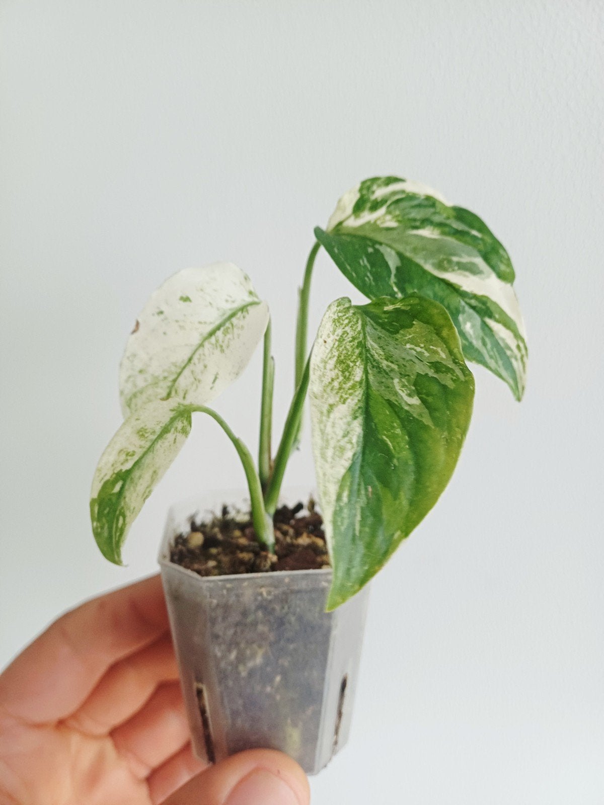 Monstera Laniata Albo variegata, Autres espèces, En pot, Enlèvement ou Envoi, Moins de 100 cm