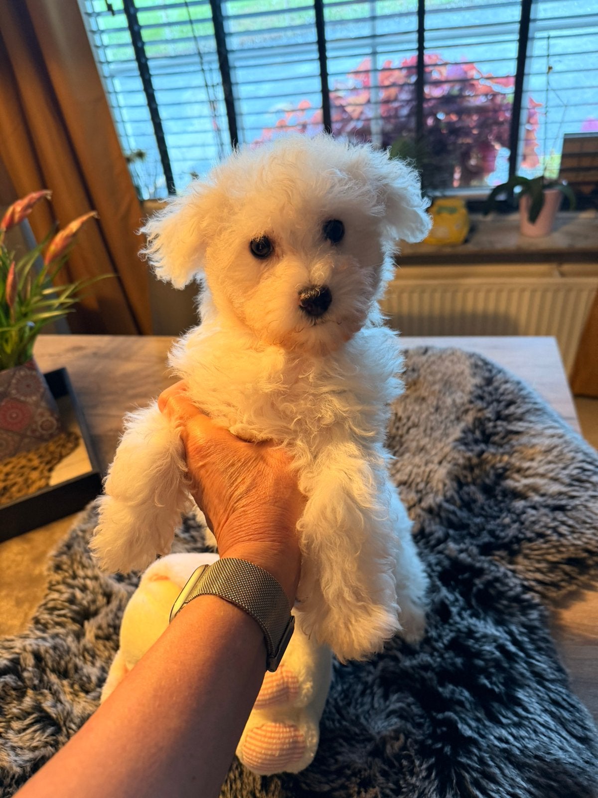 Maltipoo, Dieren en Toebehoren, België, Fokker | Hobbymatig, CDV (hondenziekte), 8 tot 15 weken