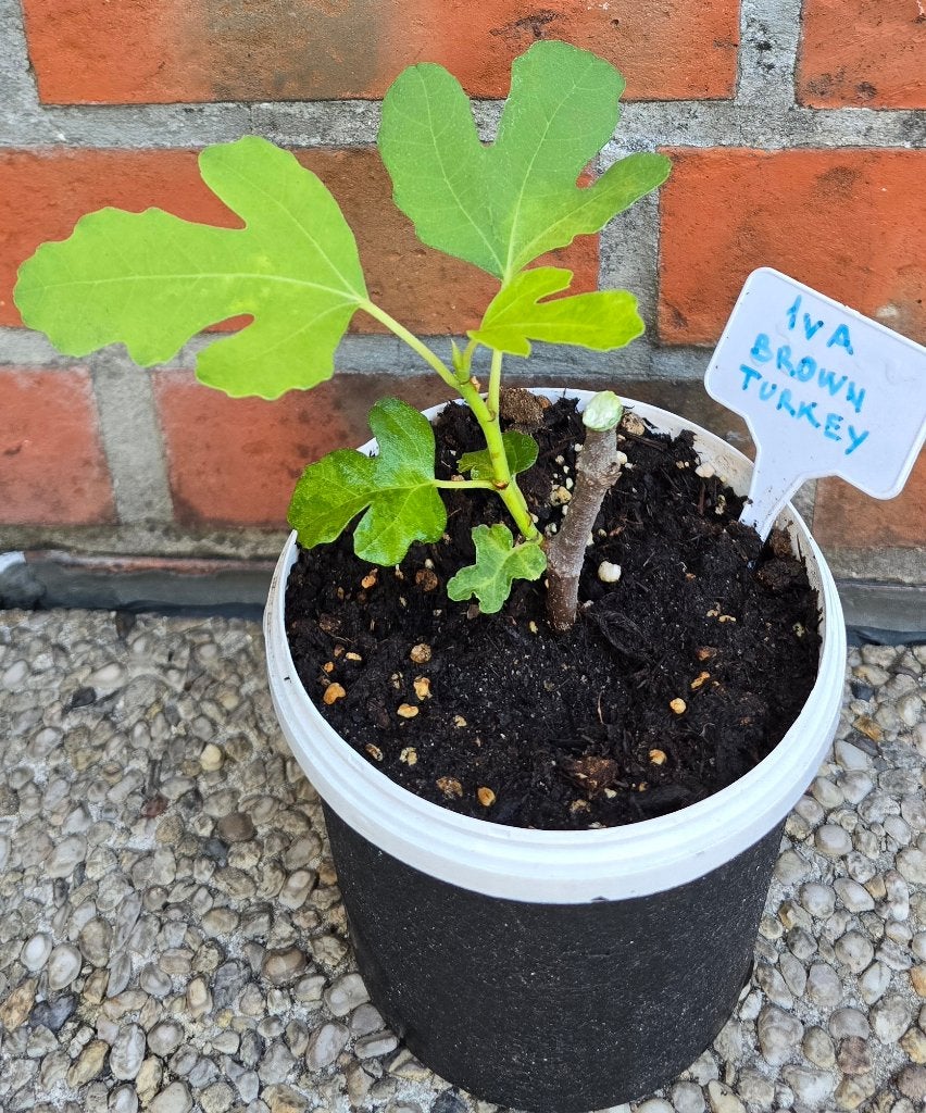 Vijgenboom 'BROWN TURKEY' vijgen boom Ficus Carica 1vA, Tuin en Terras, Planten | Fruitbomen, Ophalen, In pot, Vijgenboom