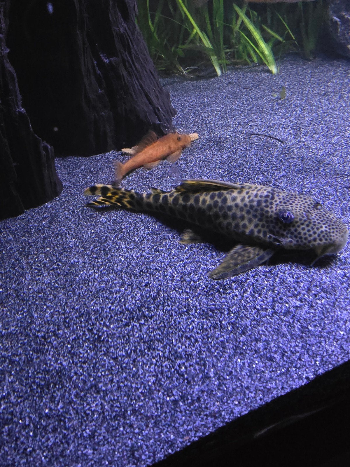 L075 Peckoltia Sebaji