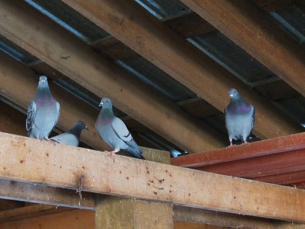 duiven, Dieren en Toebehoren