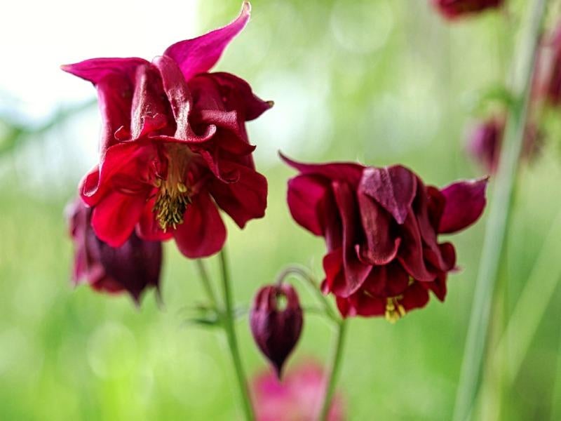 akelei barlow    in   pot  een 8 tal, Tuin en Terras, Planten | Tuinplanten, Ophalen, Vaste plant