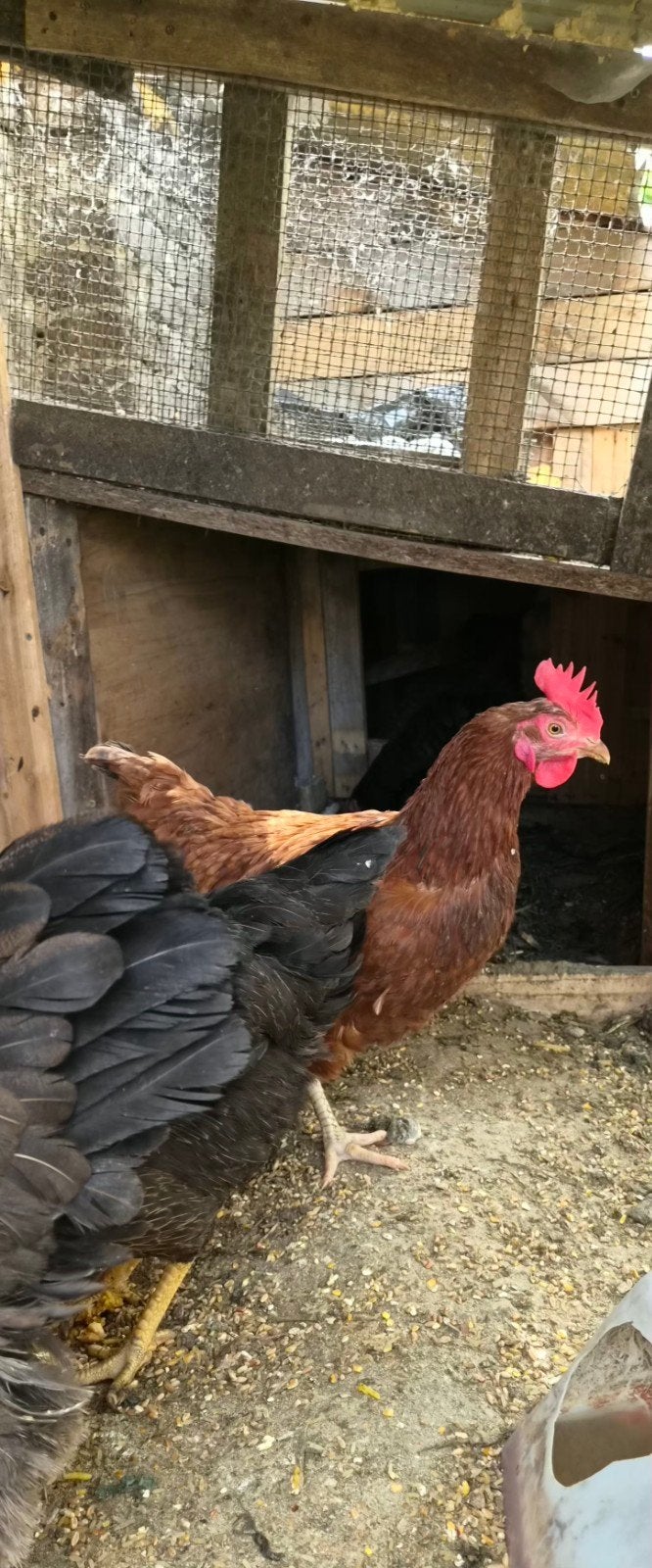 5 legkippen, anderhalf jaar oud, Dieren en Toebehoren, Pluimvee