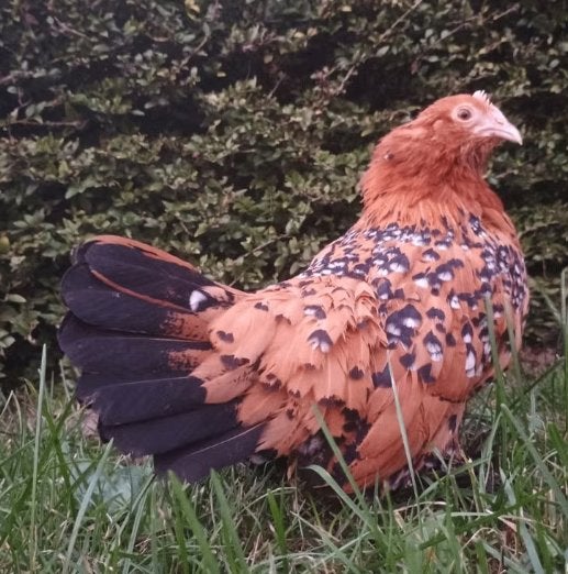 Gebaarde sabelpootkriel hen/hennen te koop, Dieren en Toebehoren, Pluimvee, Vrouwelijk, Kip