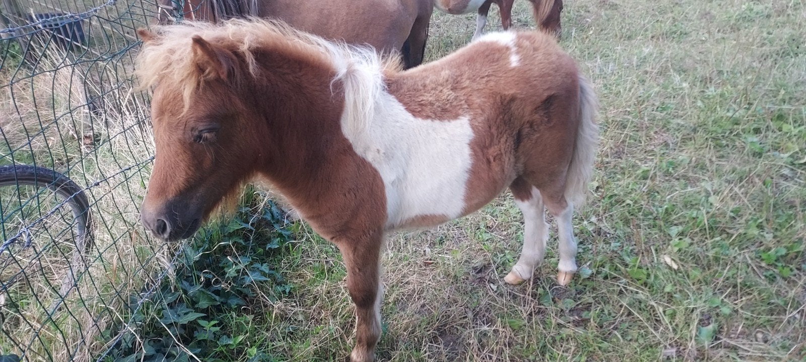 schetland hengsten veulentje, Dieren en Toebehoren, Pony's