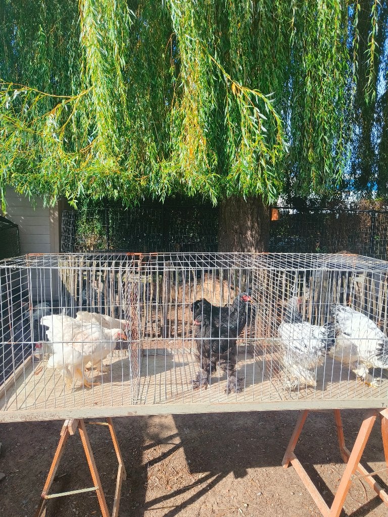 9 brahma hennen verschillende kleuren, Dieren en Toebehoren, Vrouwelijk, Kip