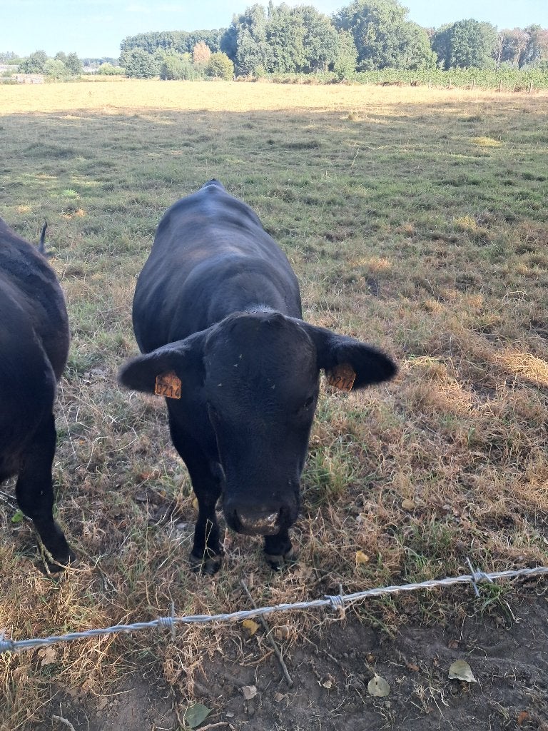 Angus stier, Dieren en Toebehoren, Runderen, Mannelijk, 0 tot 2 jaar