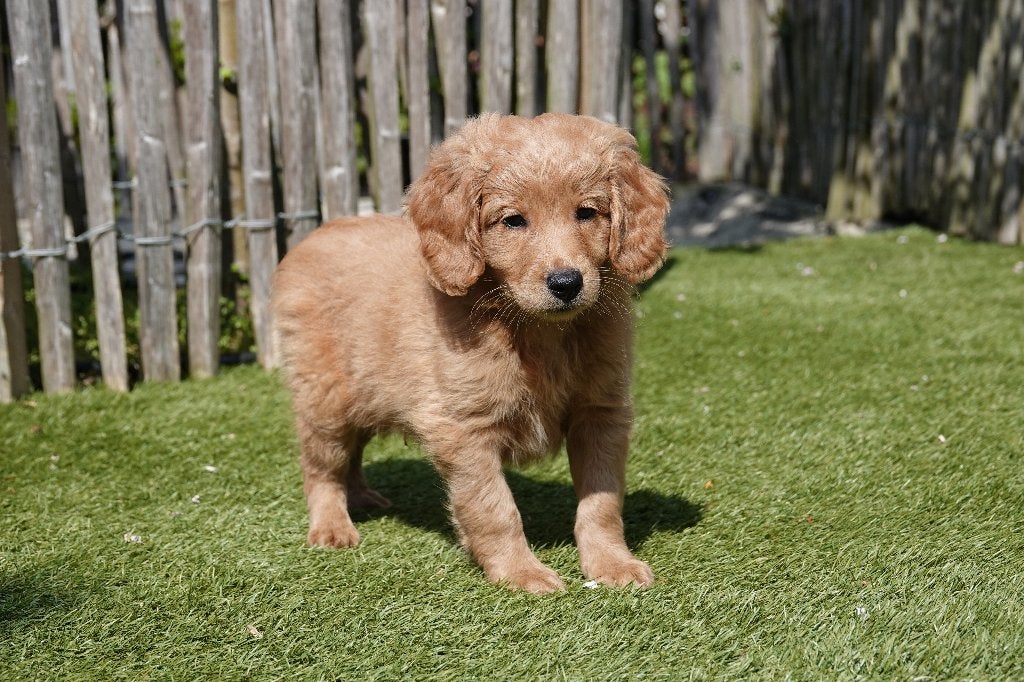 Medium Labradoodle pups (type labrador), met stamboom, Autres races, Plusieurs, Hépatite contagieuse (maladie de Rubarth), Belgique