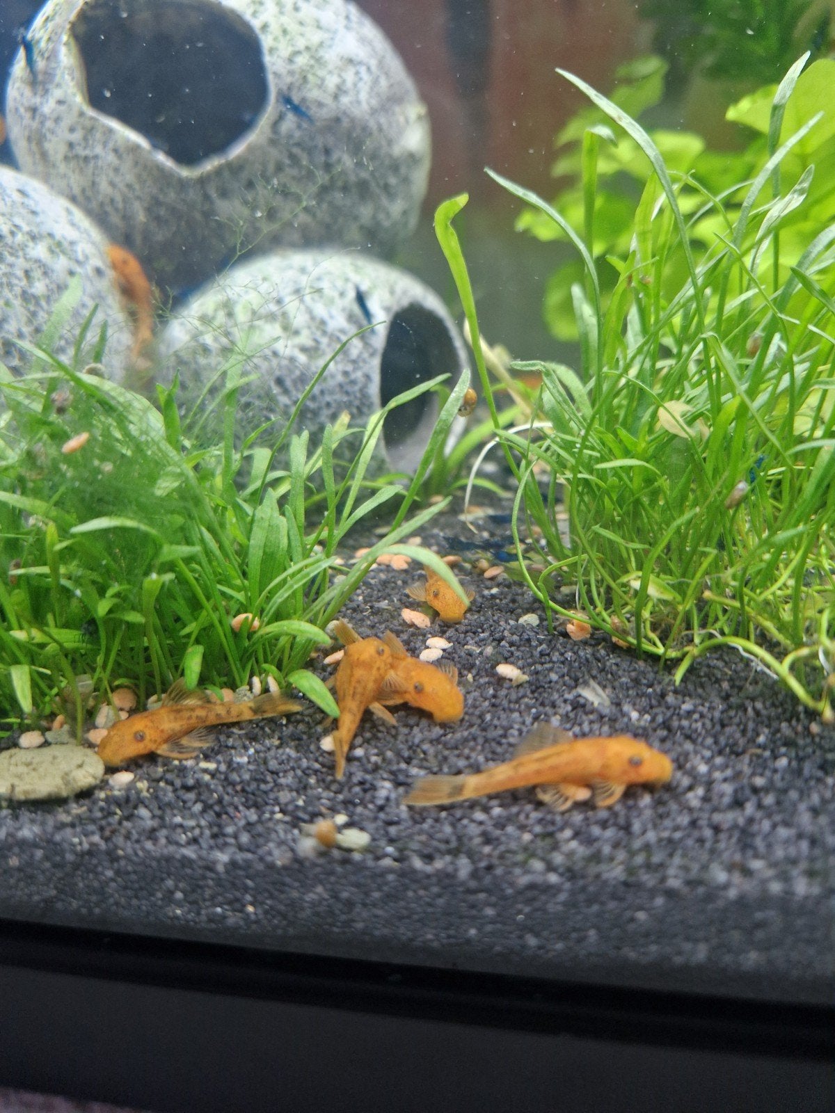 Red fire ancistrus 3cm groot