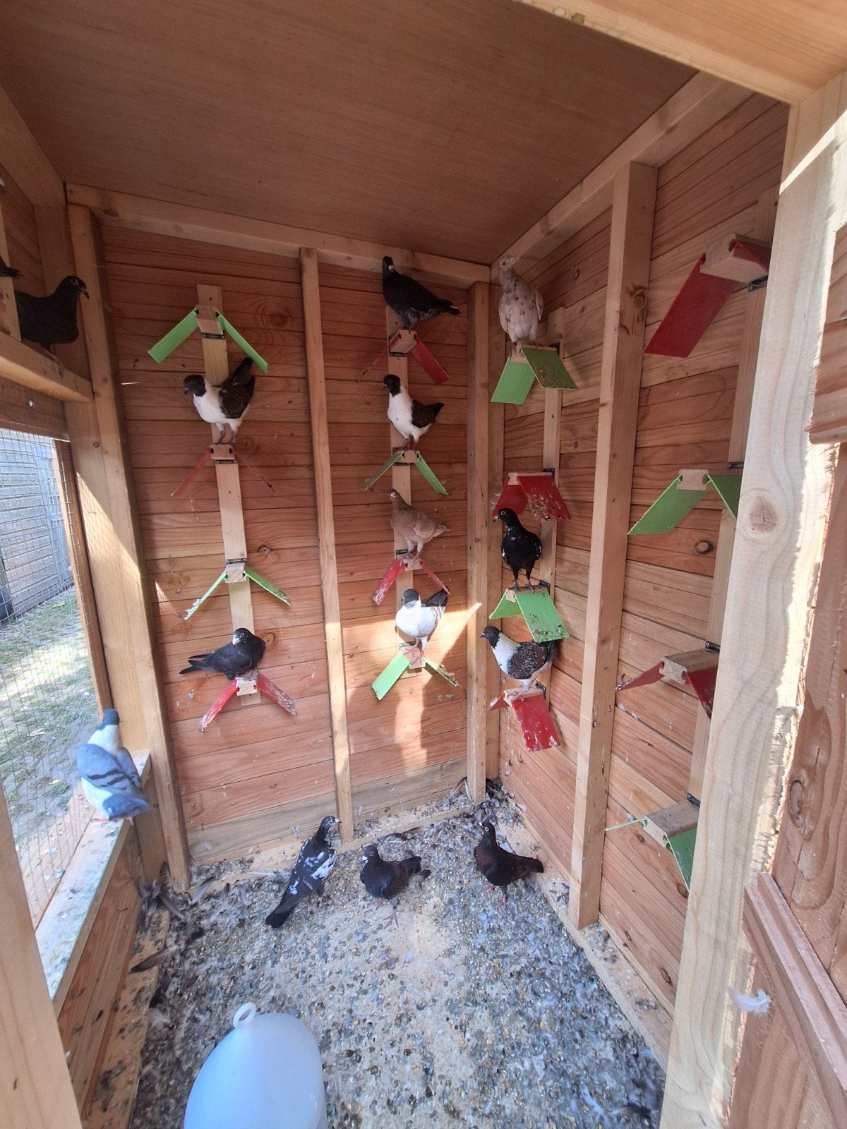 tt kwaliteit kleurpostduiven zwart getijgerd en kite, Dieren en Toebehoren, Vogels | Overige Vogels